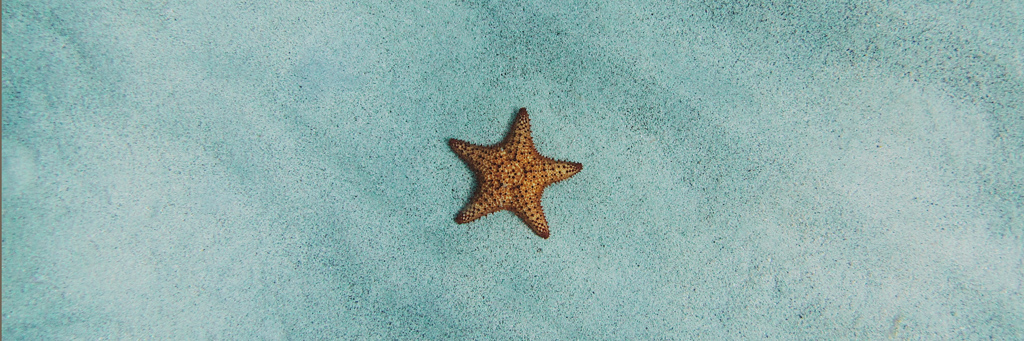 a starfish